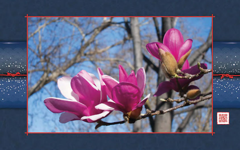 Tulip Tree Blossoms 2011